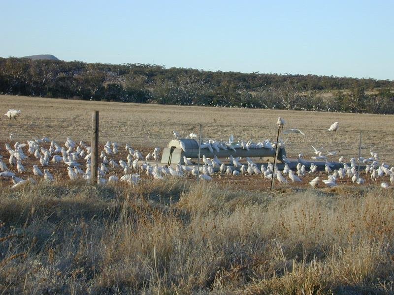 Little_Corella__Cacatua_sanguinea__002.jpg