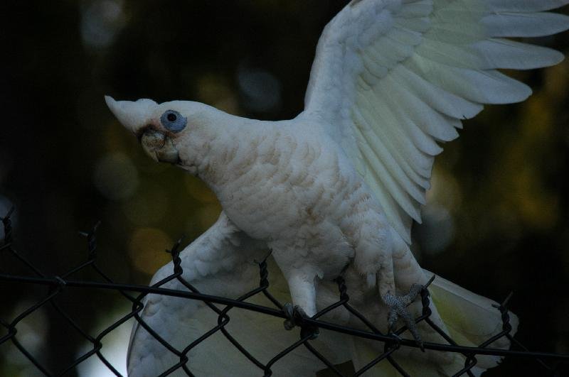 Little_Corella__Cacatua_sanguinea__007.jpg