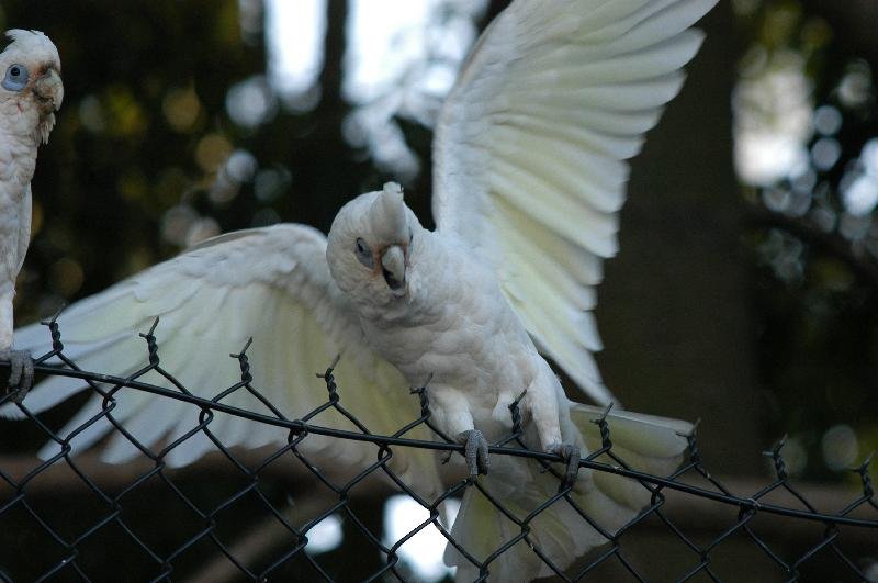 Little_Corella__Cacatua_sanguinea__013.jpg