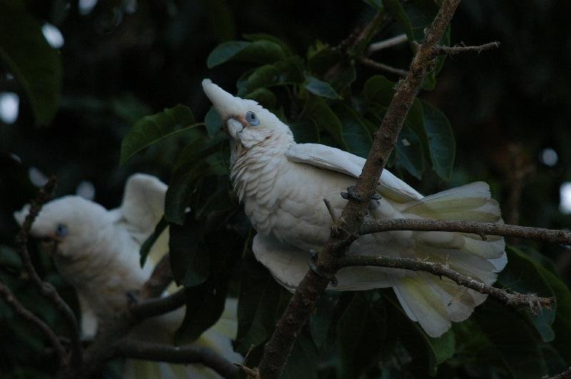 Little_Corella__Cacatua_sanguinea__015.jpg