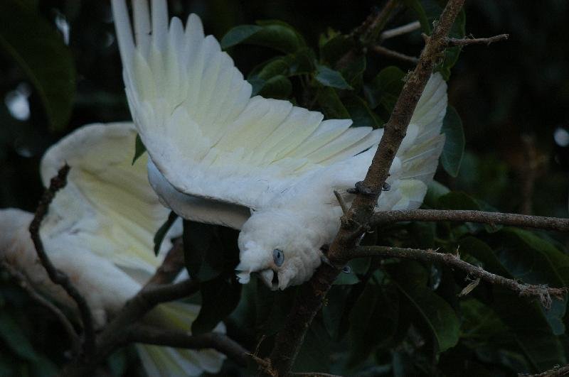 Little_Corella__Cacatua_sanguinea__016.jpg