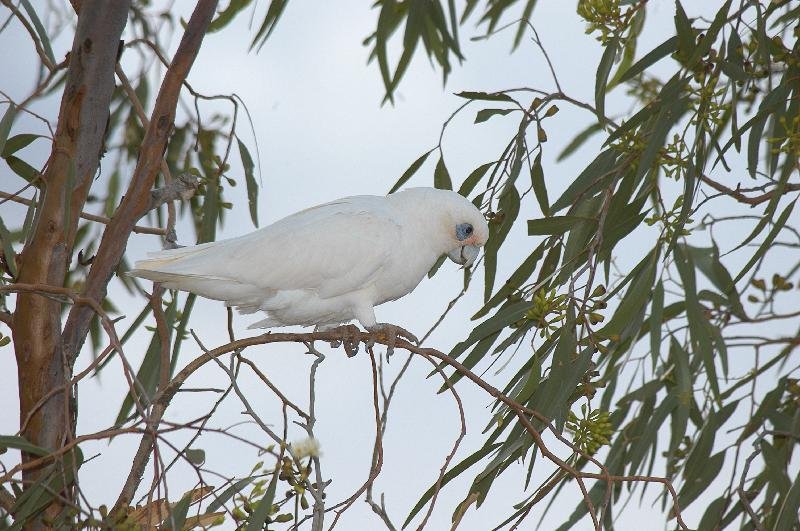 Little_Corella__Cacatua_sanguinea__018.jpg