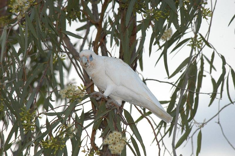 Little_Corella__Cacatua_sanguinea__019.jpg