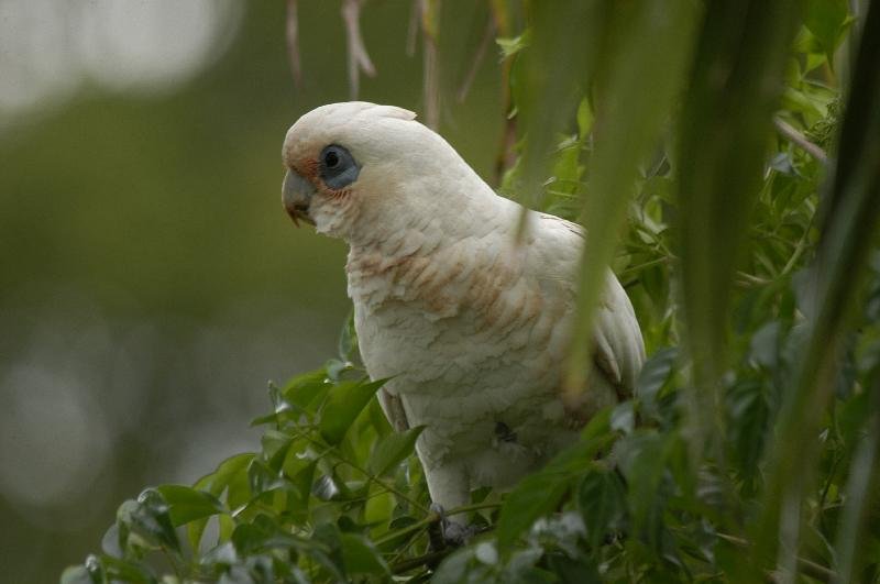 Little_Corella__Cacatua_sanguinea__020.jpg