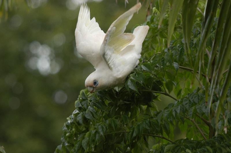 Little_Corella__Cacatua_sanguinea__021.jpg