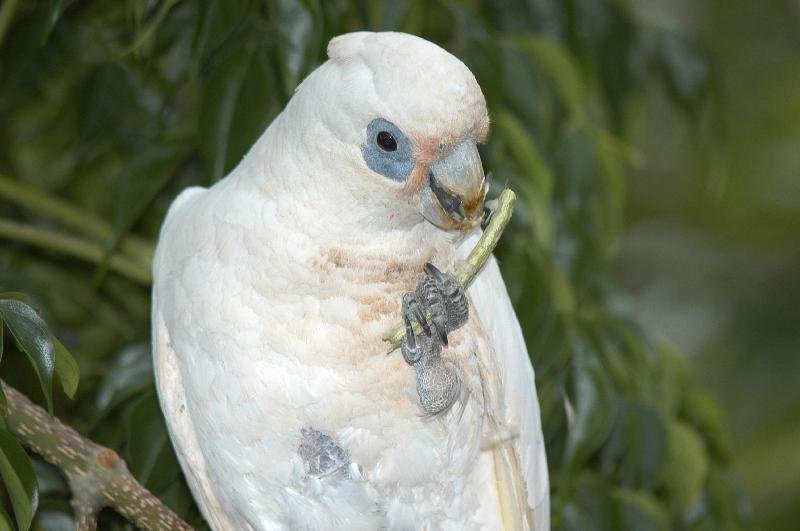 Little_Corella__Cacatua_sanguinea__022.jpg