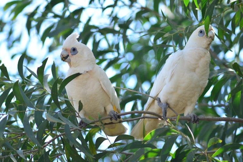 Little_Corella__Cacatua_sanguinea__024.jpg