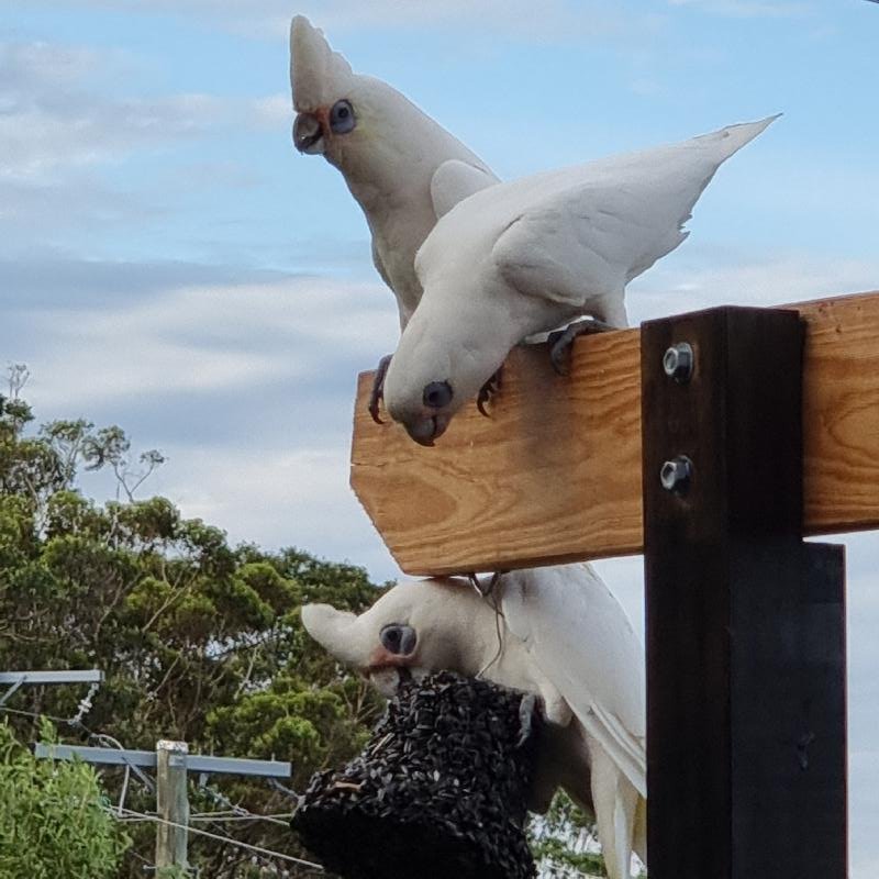 Little_Corella__Cacatua_sanguinea__025.jpg