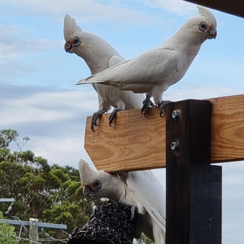 Little_Corella__Cacatua_sanguinea__026.jpg