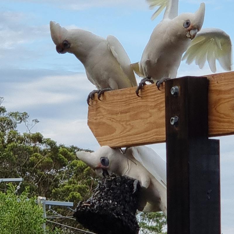 Little_Corella__Cacatua_sanguinea__027.jpg