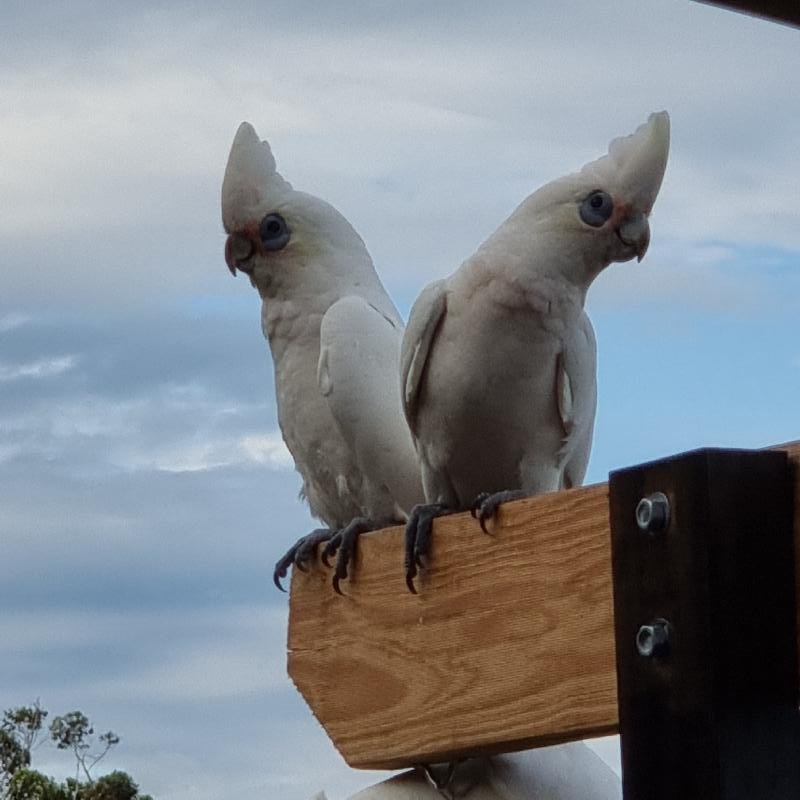 Little_Corella__Cacatua_sanguinea__029.jpg