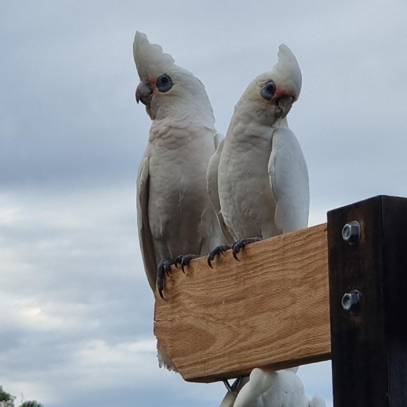 Little_Corella__Cacatua_sanguinea__030.jpg