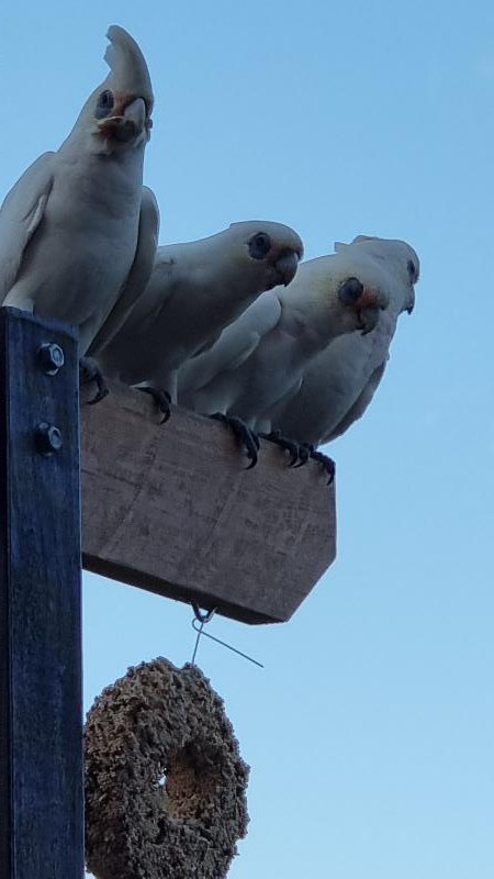 Little_Corella__Cacatua_sanguinea__032.jpg