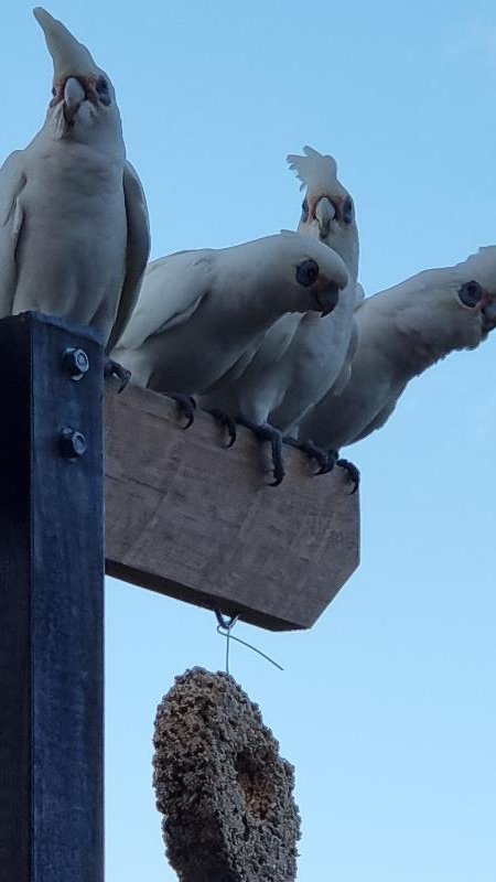 Little_Corella__Cacatua_sanguinea__033.jpg