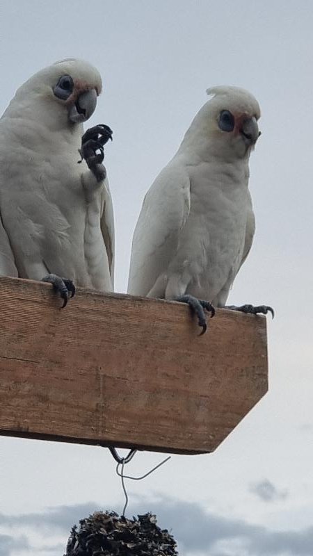 Little_Corella__Cacatua_sanguinea__034.jpg