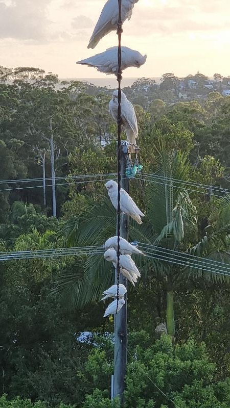 Little_Corella__Cacatua_sanguinea__035.jpg