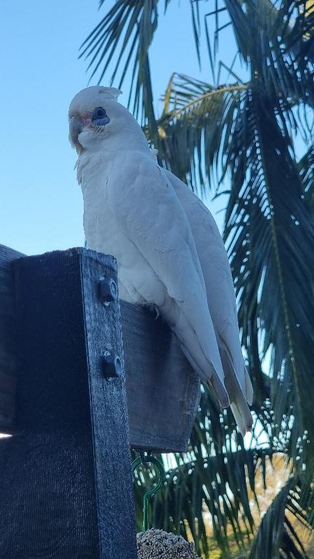 Little_Corella__Cacatua_sanguinea__042.jpg