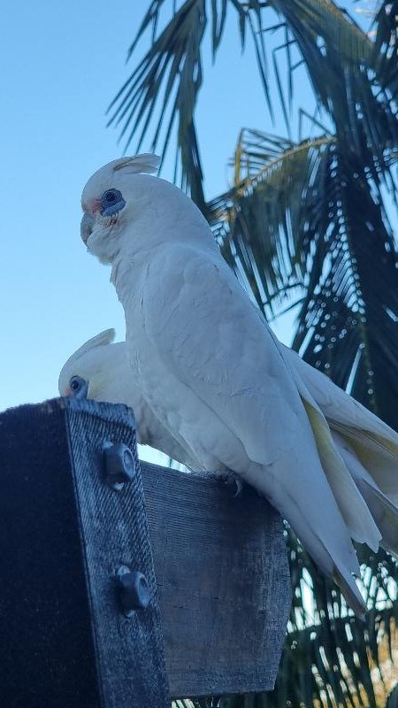 Little_Corella__Cacatua_sanguinea__043.jpg