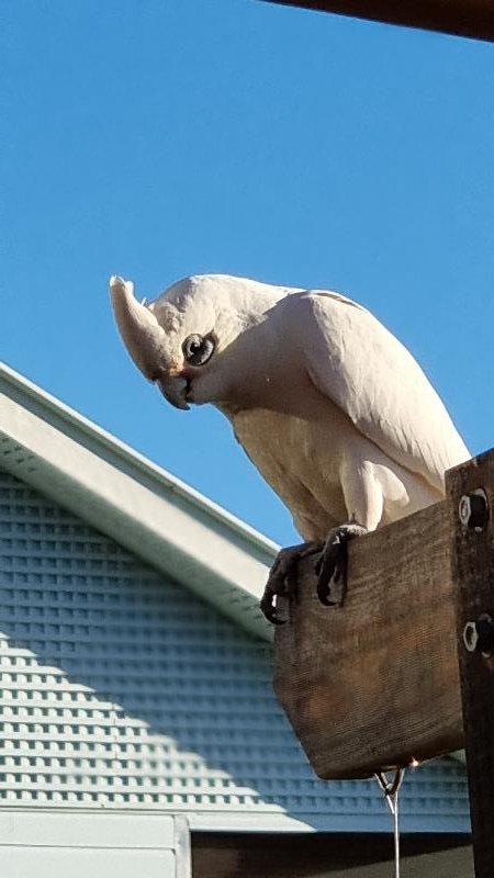 Little_Corella__Cacatua_sanguinea__048.jpg