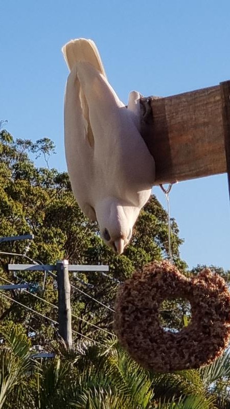 Little_Corella__Cacatua_sanguinea__049.jpg