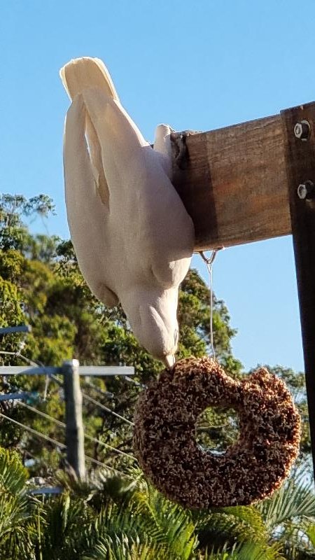 Little_Corella__Cacatua_sanguinea__050.jpg