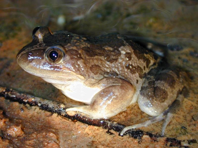 Marbled_Frog__Limnodynastes_convexiusculus__001.jpg