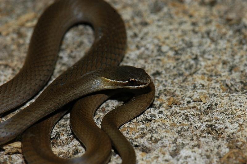 Marsh_Snake__Hemiaspis_signata__009.jpg