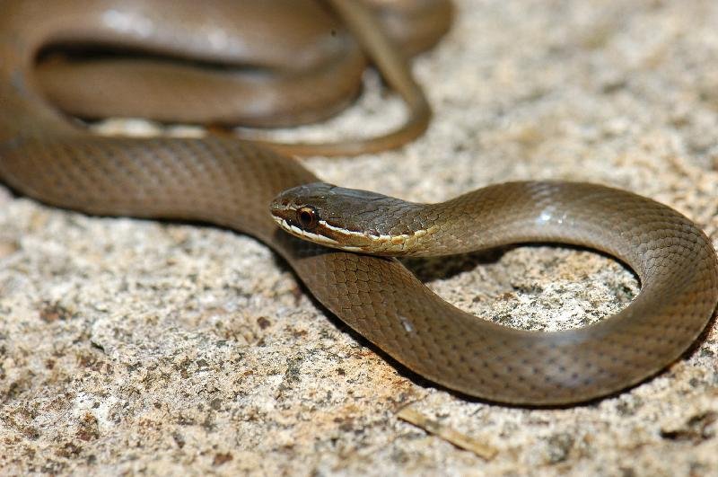 Marsh_Snake__Hemiaspis_signata__013.jpg