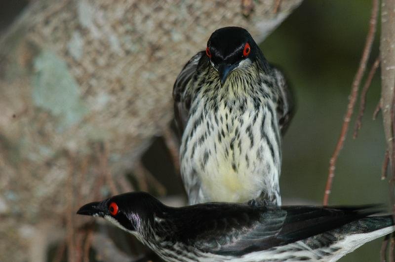 Metallic_Starling__Aplonis_metallica__002.jpg