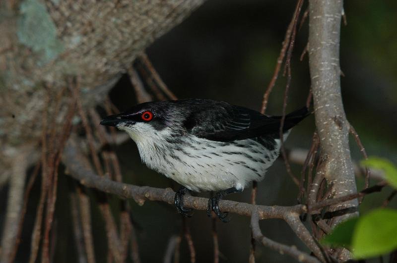 Metallic_Starling__Aplonis_metallica__003.jpg