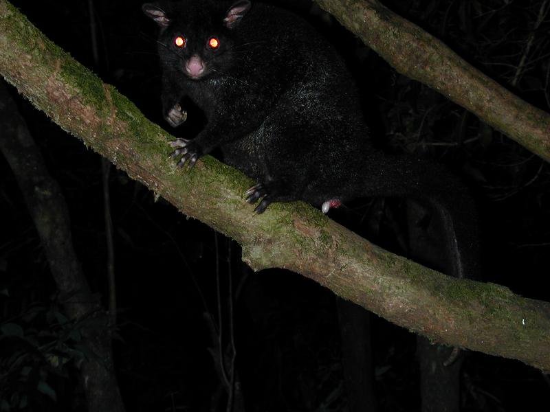 Mountain_Brushtail_Possum__Trichosurus_cunninghami__001.jpg