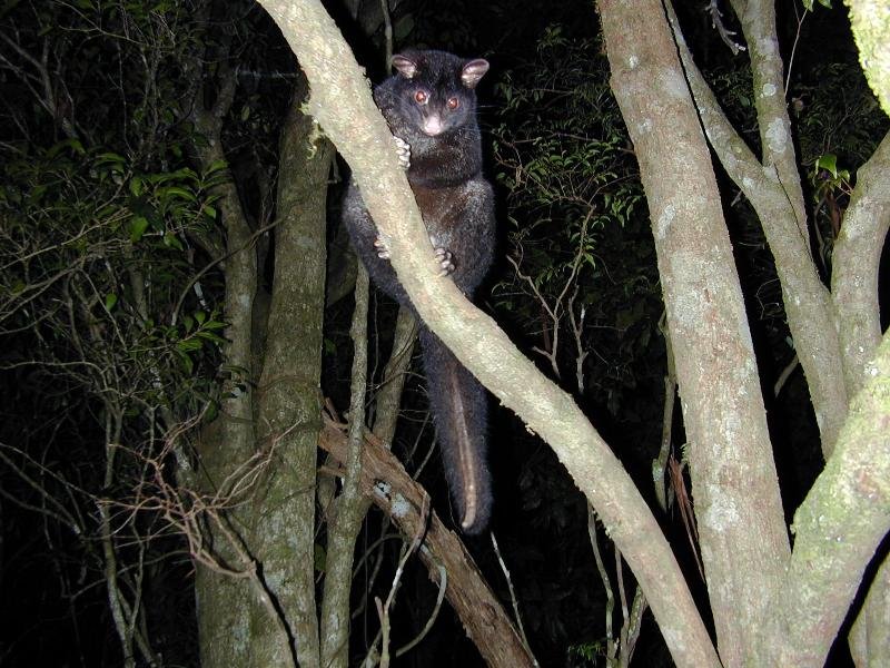 Mountain_Brushtail_Possum__Trichosurus_cunninghami__003.jpg