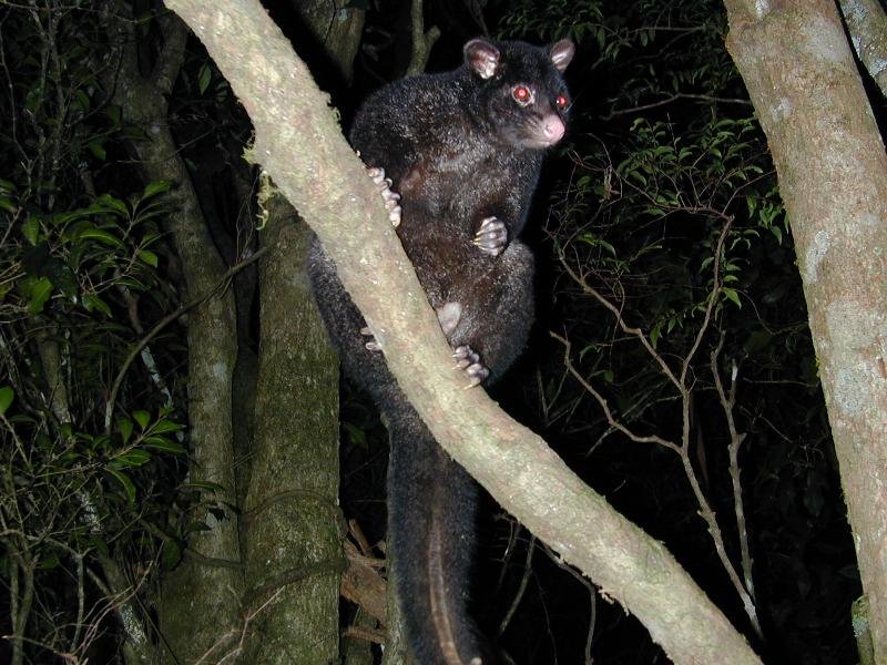 Mountain_Brushtail_Possum__Trichosurus_cunninghami__004.jpg