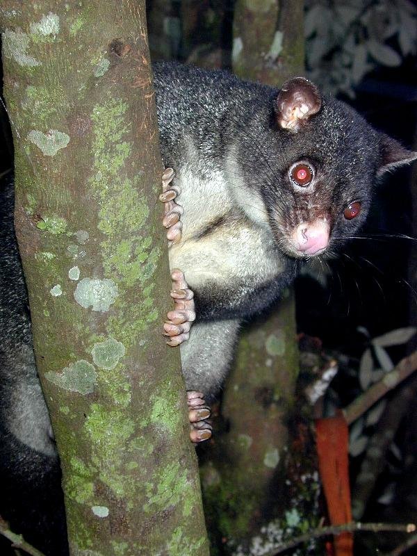 Mountain_Brushtail_Possum__Trichosurus_cunninghami__005.jpg