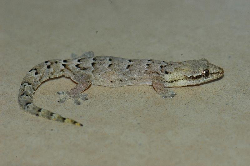 Mourning_Gecko__Lepidodactylus_lugubris__003.jpg