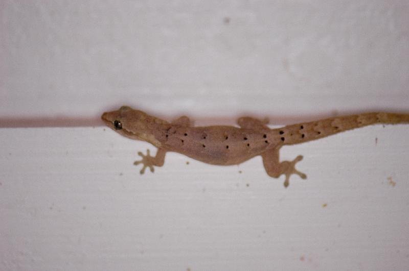 Mourning_Gecko__Lepidodactylus_lugubris__004.jpg