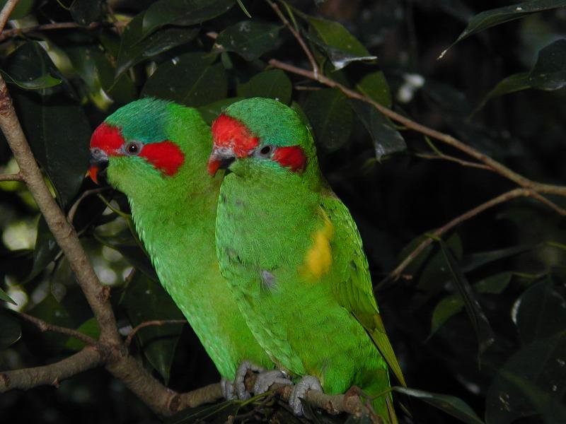 Musk_Lorikeet__Glossopsitta_concinna__003.jpg