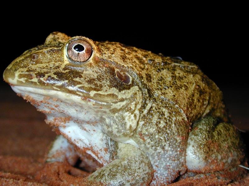 New_Holland_Frog__Cyclorana_novaehollandiae__003.jpg