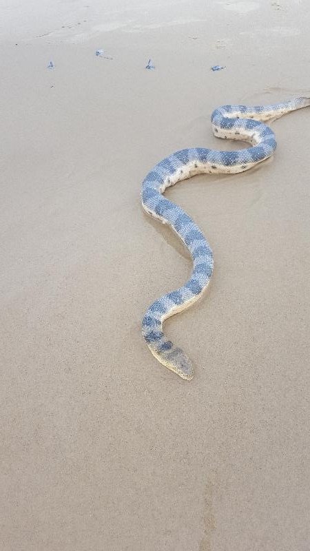 Olive-Headed_Sea_Snake__Disteira_major__001.jpg