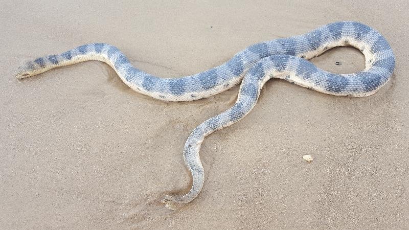 Olive-Headed_Sea_Snake__Disteira_major__002.jpg