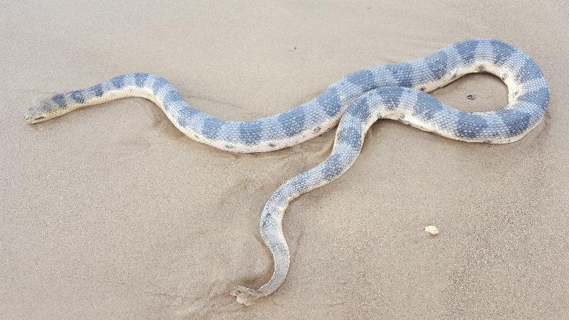 Olive-Headed_Sea_Snake__Disteira_major__003.jpg