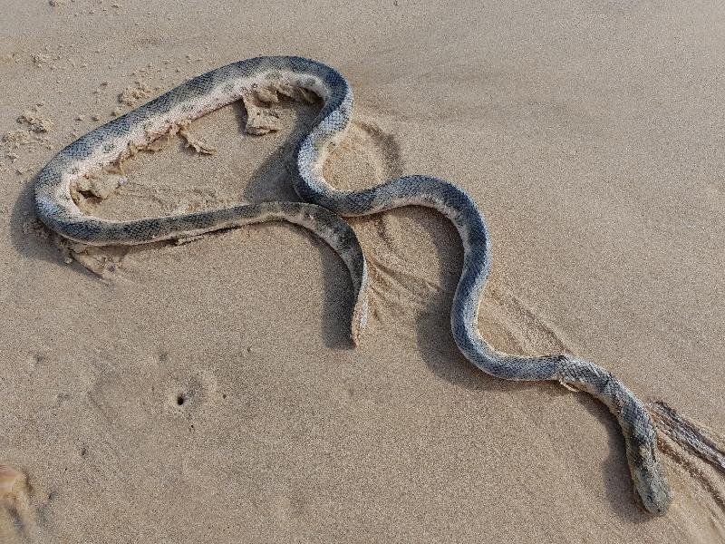 Olive-Headed_Sea_Snake__Disteira_major__009.jpg