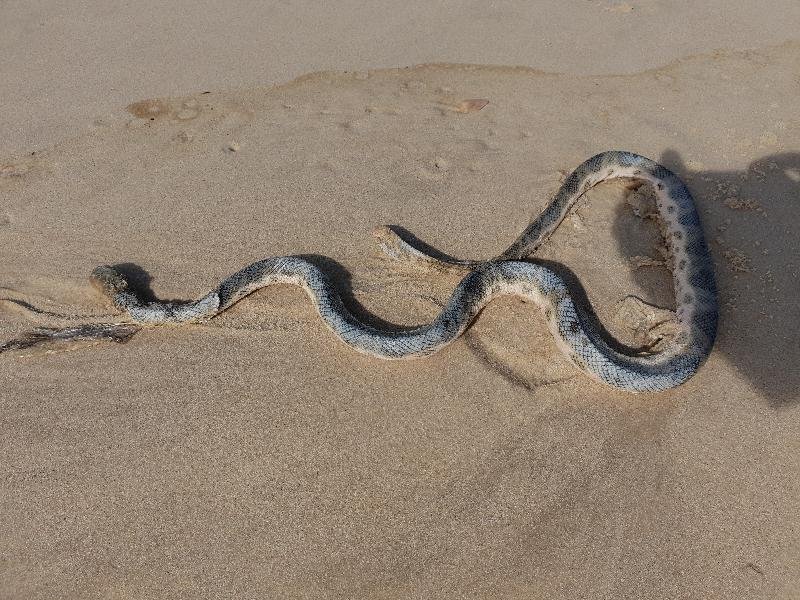 Olive-Headed_Sea_Snake__Disteira_major__010.jpg