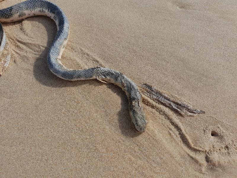 Olive-Headed_Sea_Snake__Disteira_major__011.jpg