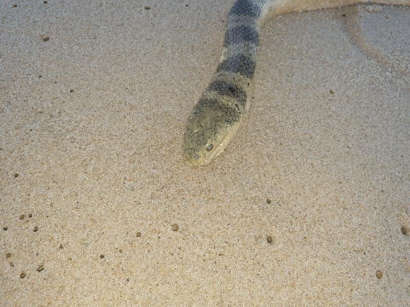 Olive-Headed_Sea_Snake__Disteira_major__013.jpg