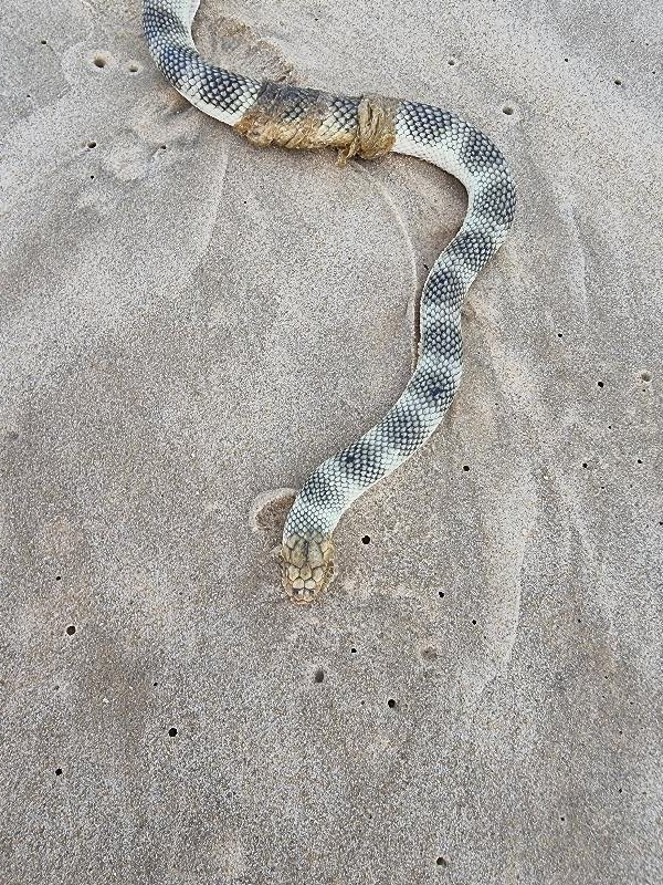 Olive-Headed_Sea_Snake__Disteira_major__019.jpg