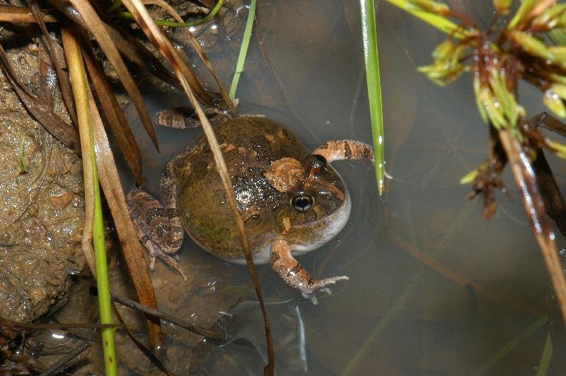 Ornate_Burrowing_Frog__Opisthodon_ornatus__001.jpg