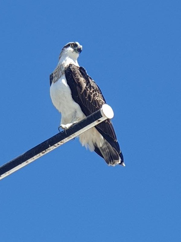 Osprey__Pandion_haliaetus__003.jpg