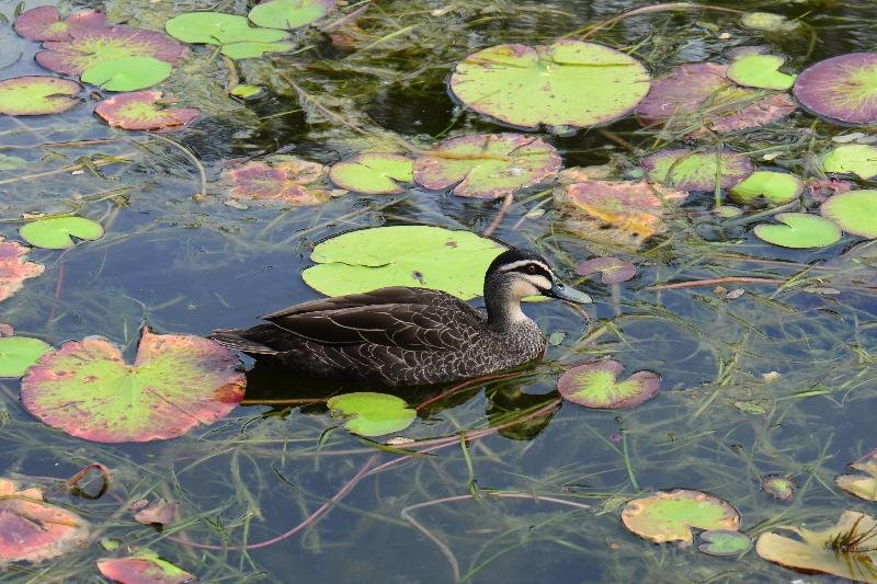 Pacific_Black_Duck__Anas_superciliosa__002.jpg