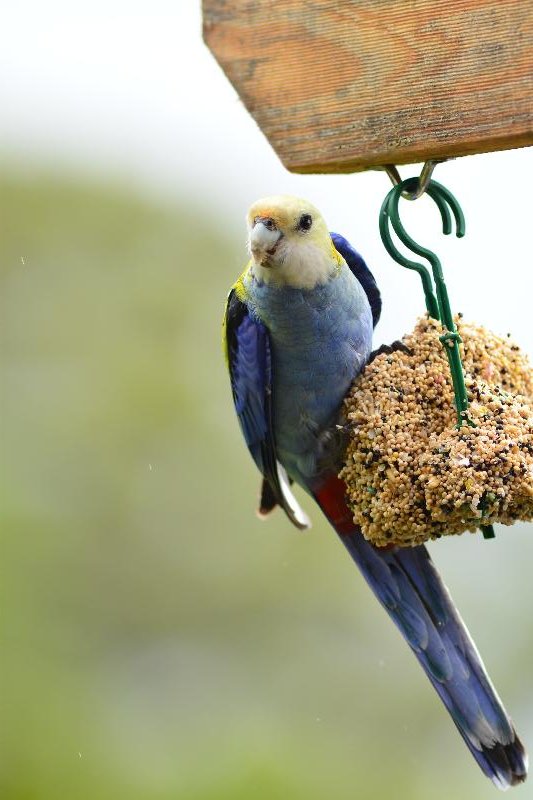 Pale-headed_Rosella__Platycercus_adscitus__002.jpg